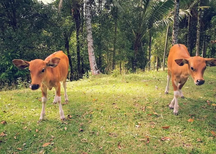 Bali Eco Bali Batu Hut