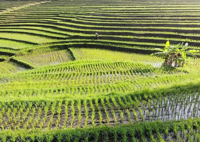 Bali Eco Bali Batu Hut *