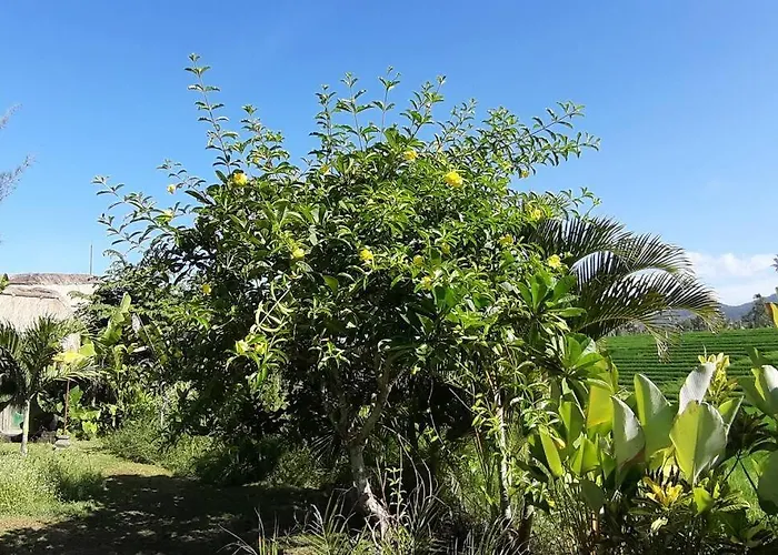 Bali Eco Bali Batu Hut *